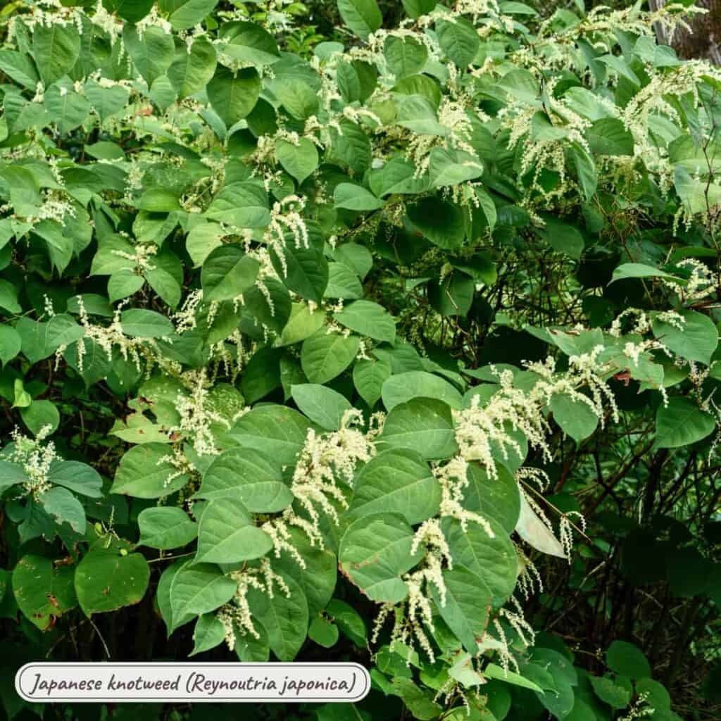 Japanese knotweed, reynoutria japonica