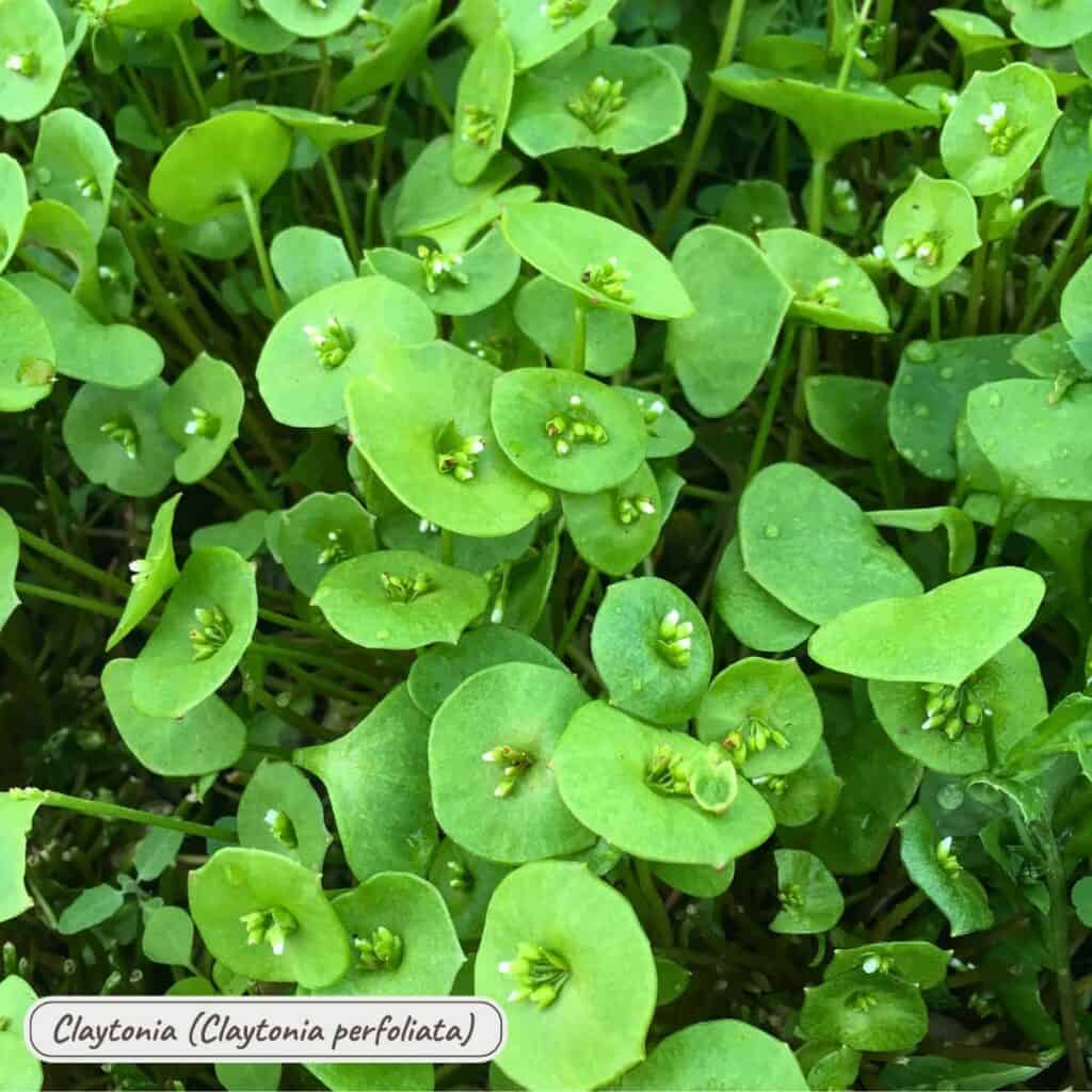 claytonia perfoliata, miner's lettuce