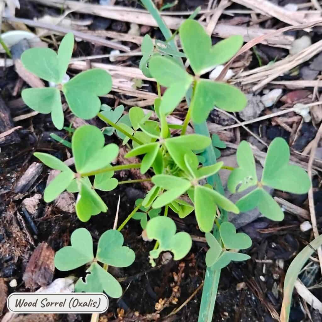 Wood Sorrel, oxalis