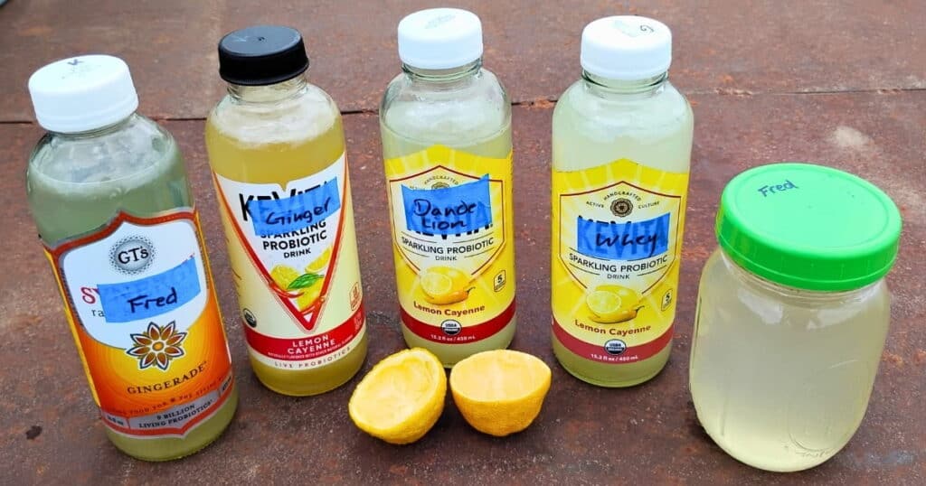 fresh made sodas with all four starter cultures.