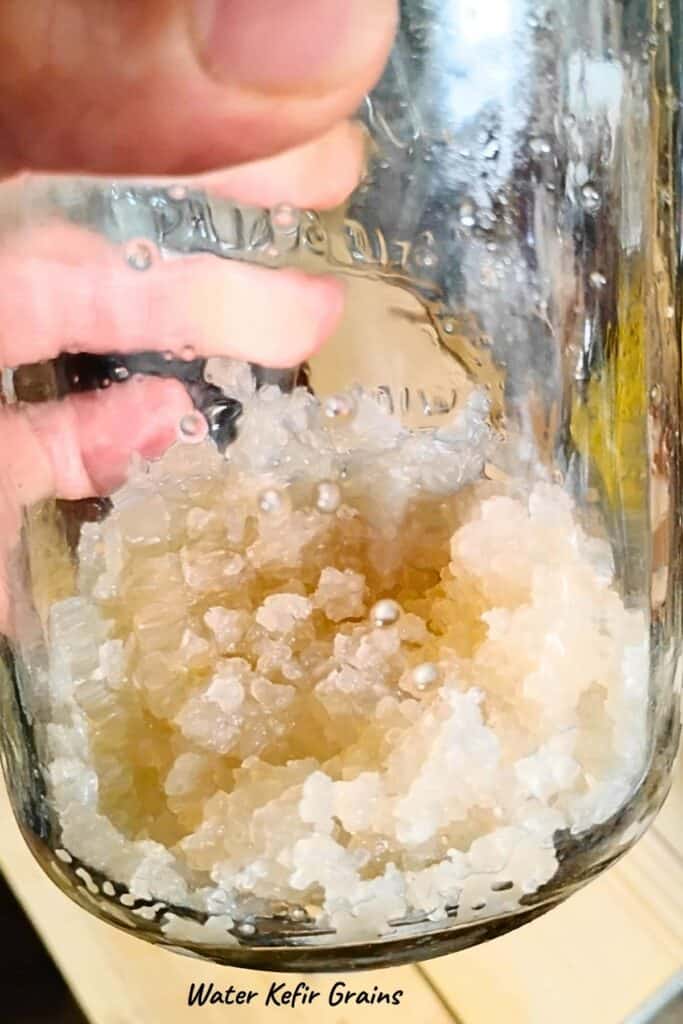 closeup of kefir grains in a quart jar that someone is holding up.