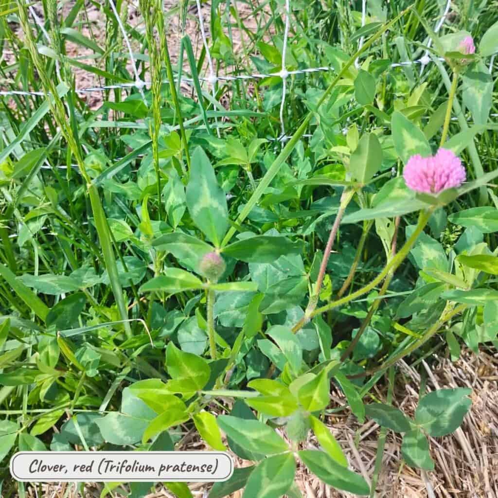 red clover, trifolium pratense