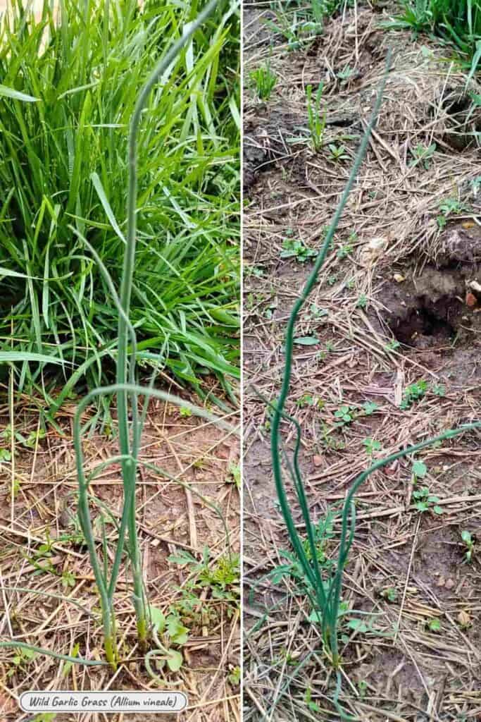 Wild garlic grass, allium vineale