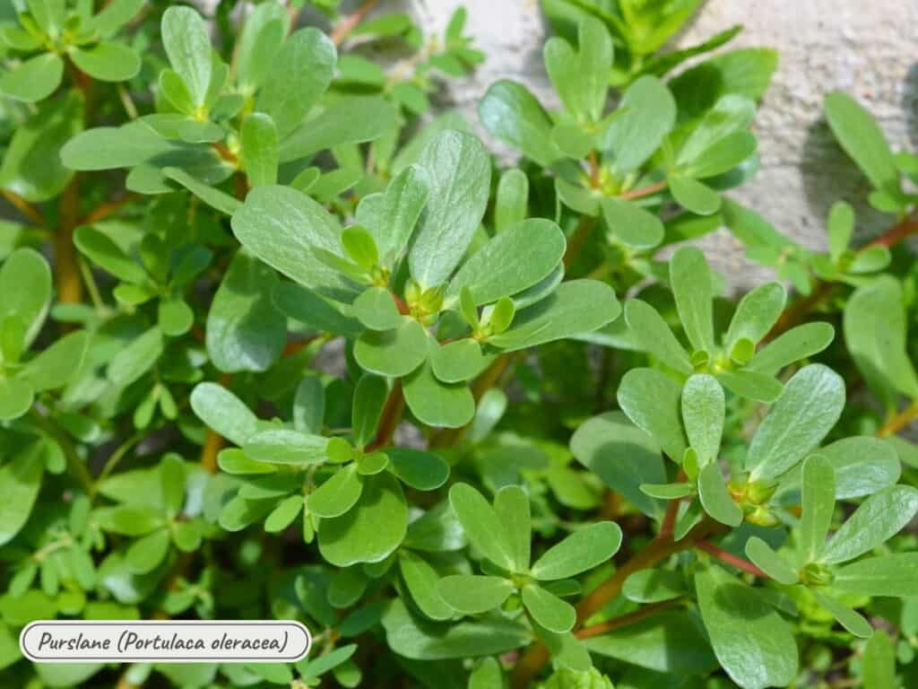 purslane, portulaca oleracea