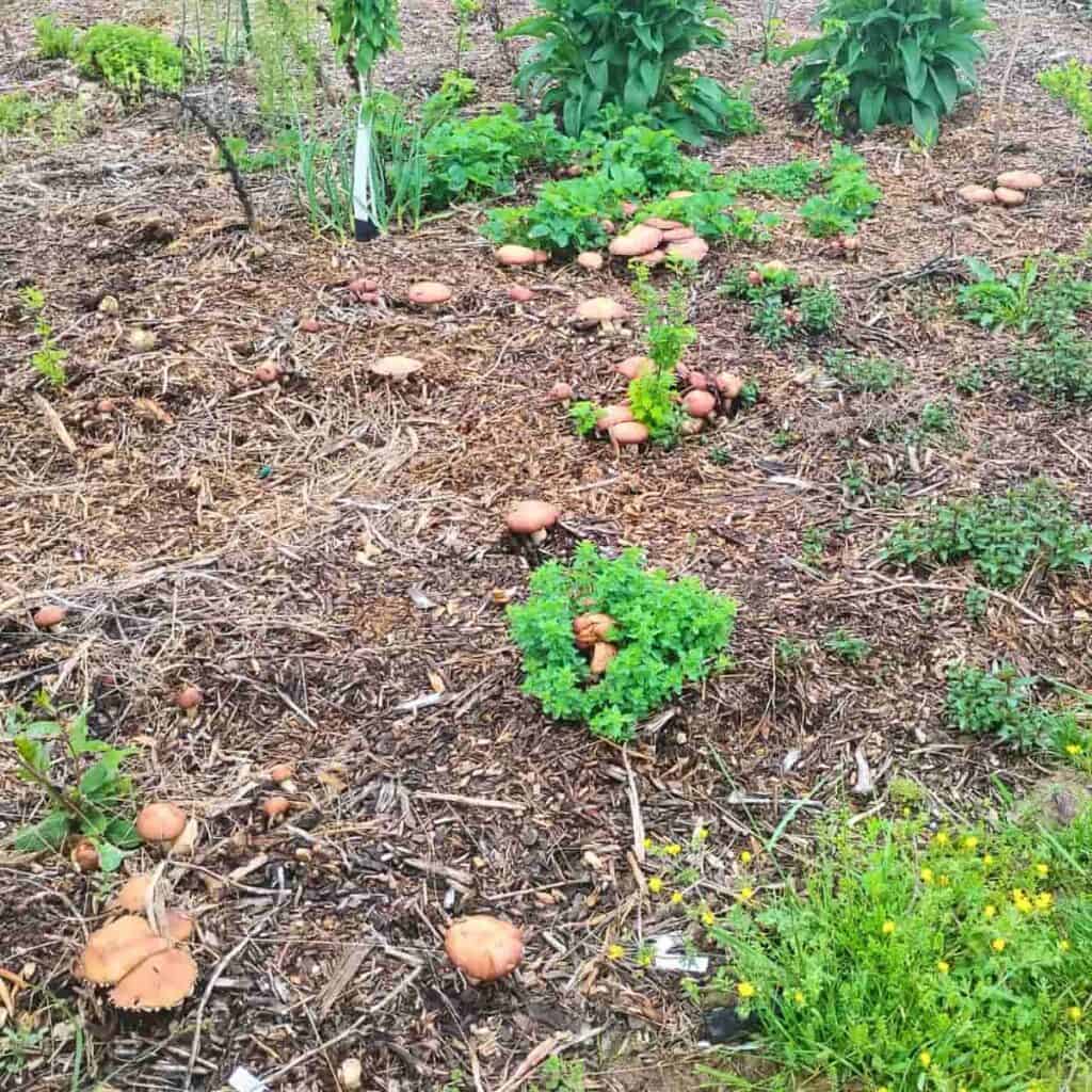 lots of mushrooms growing in my food forest wood chips.