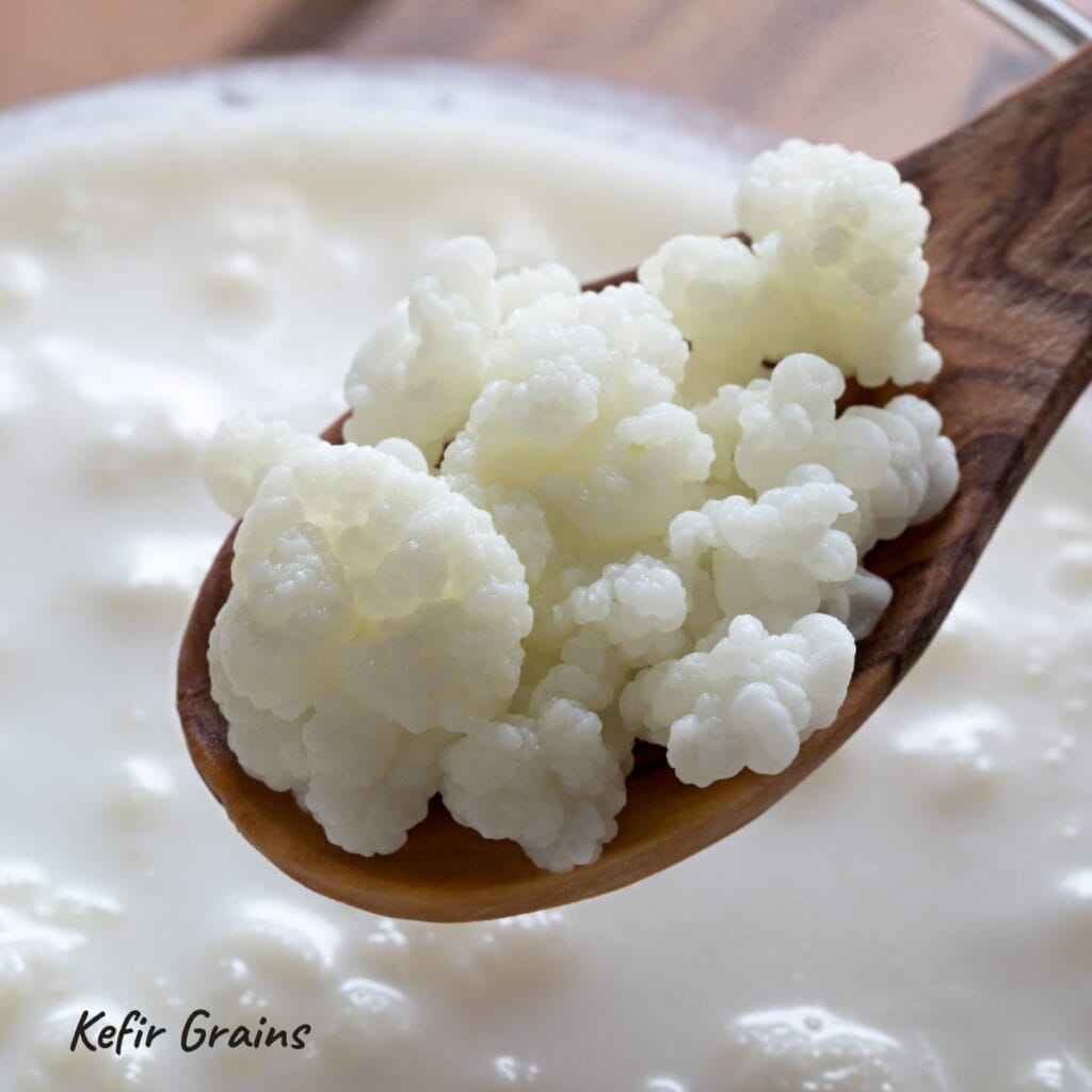 Kefir grains on a wooden spoon