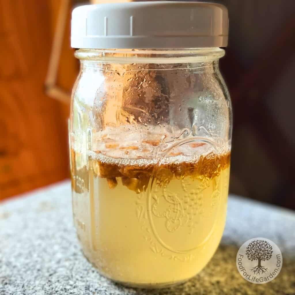 jar containing 2 day old dandelion bug soda starter culture made with dandelion root.