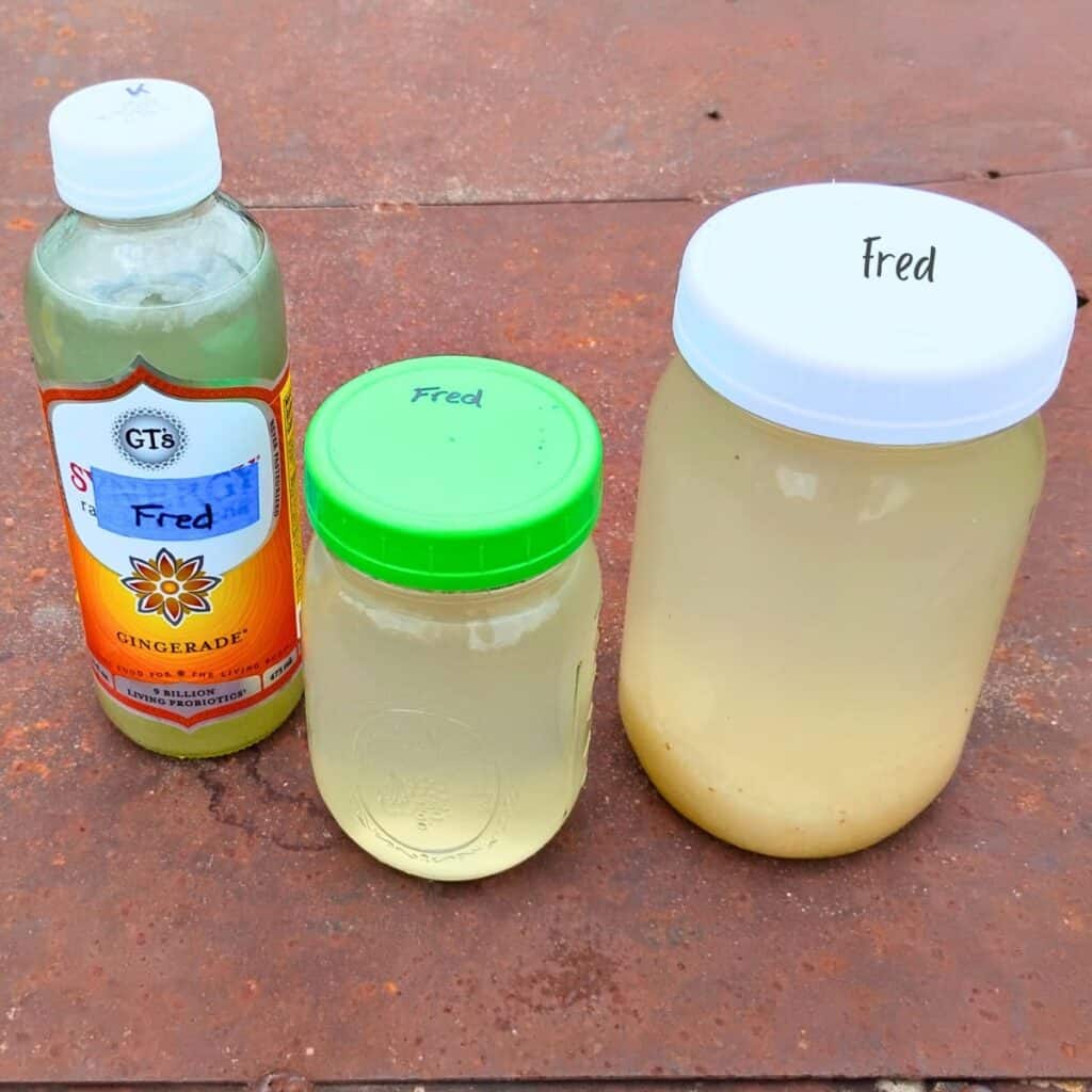 Water kefir lemonade soda in two bottles with the starter culture in a jar next to it.