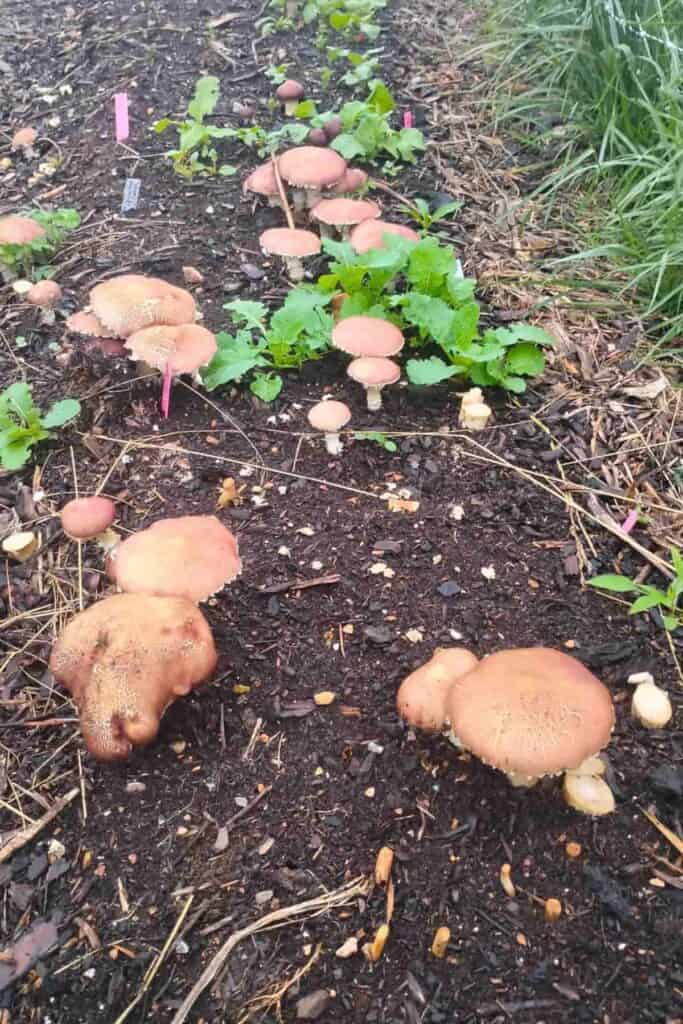 photo of lots of mushrooms growing in my garden bed.