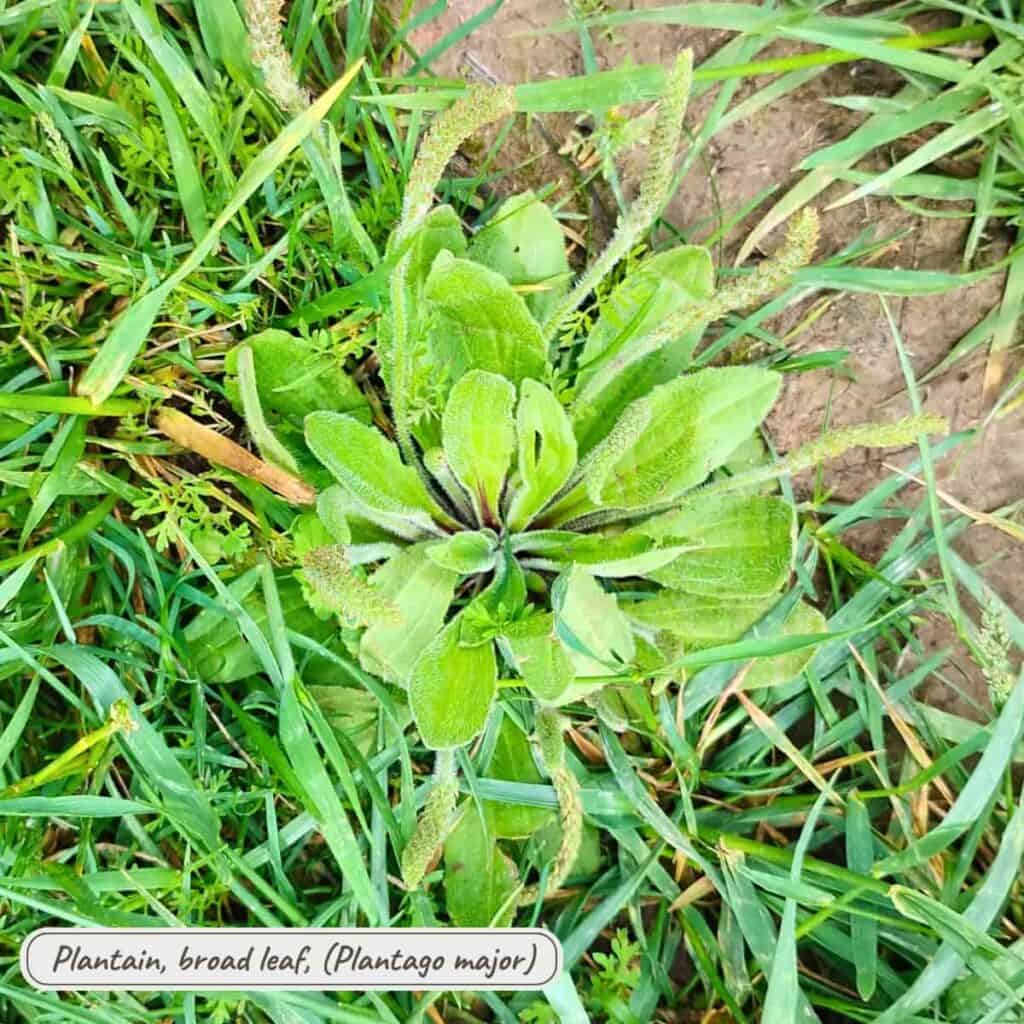 broad leaf plantain, plantago major