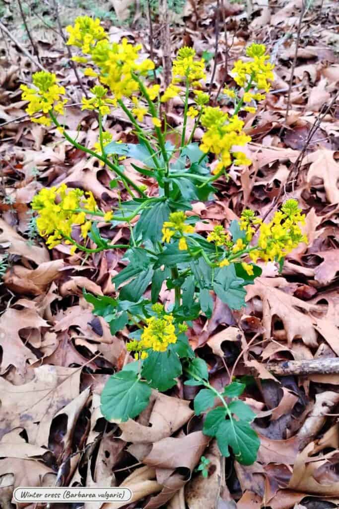 Winter cress, barbera vulgaris