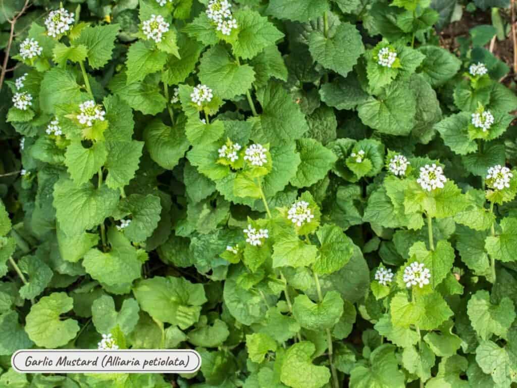 garlic mustard, alliaria petiolata