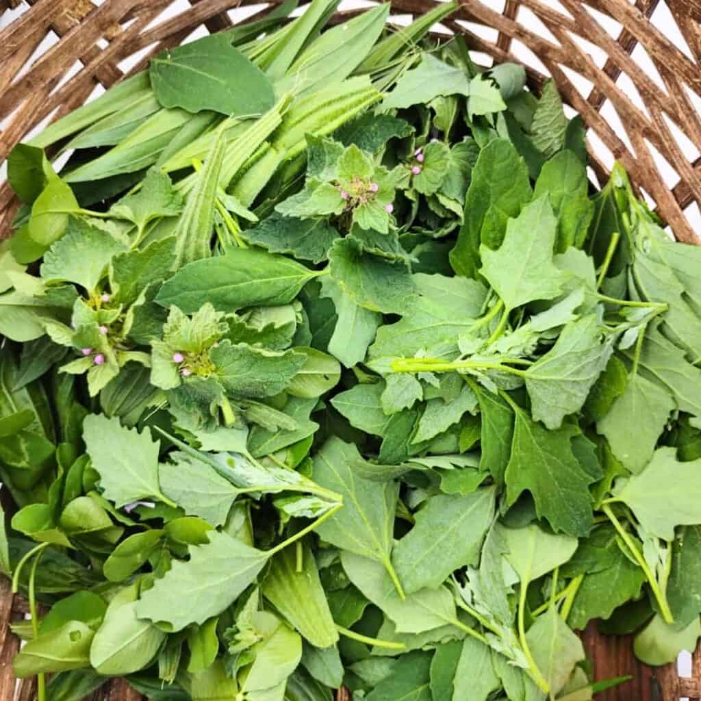 mix of foraged wild greens