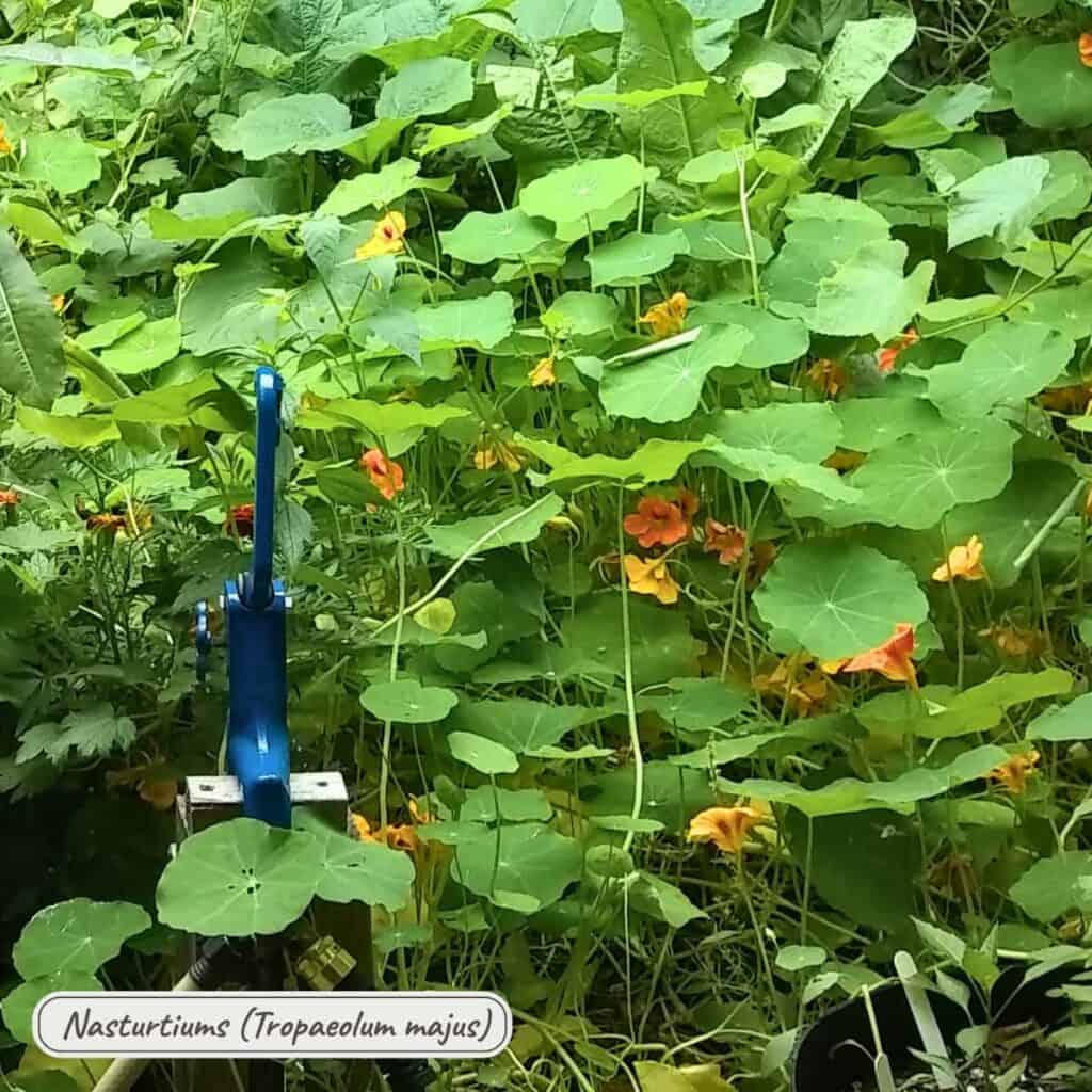 Nasturtiums, tropaeolum majus