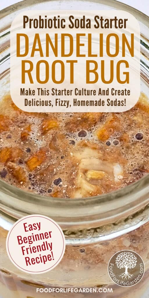 background photo of a bubbly dandelion bug starter culture. text overlay reads probiotic soda starter dandelion root bug. make this starter culture and create delicious, fizzy, homemade sodas! Easy beginner friendly recipe. foodforlifegarden.com.