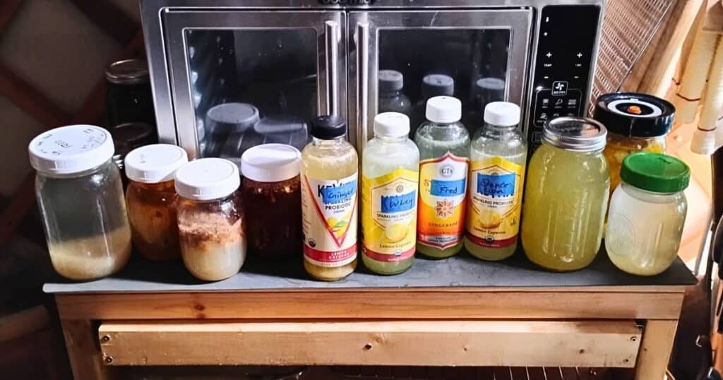 lineup of fermentation starters and homemade sodas in progress.