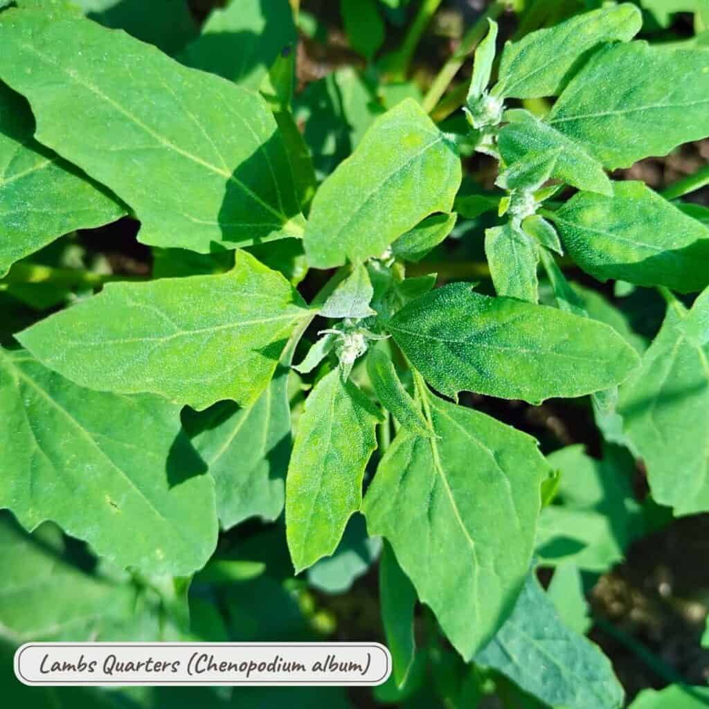 Lambs quarters, chenopodium album