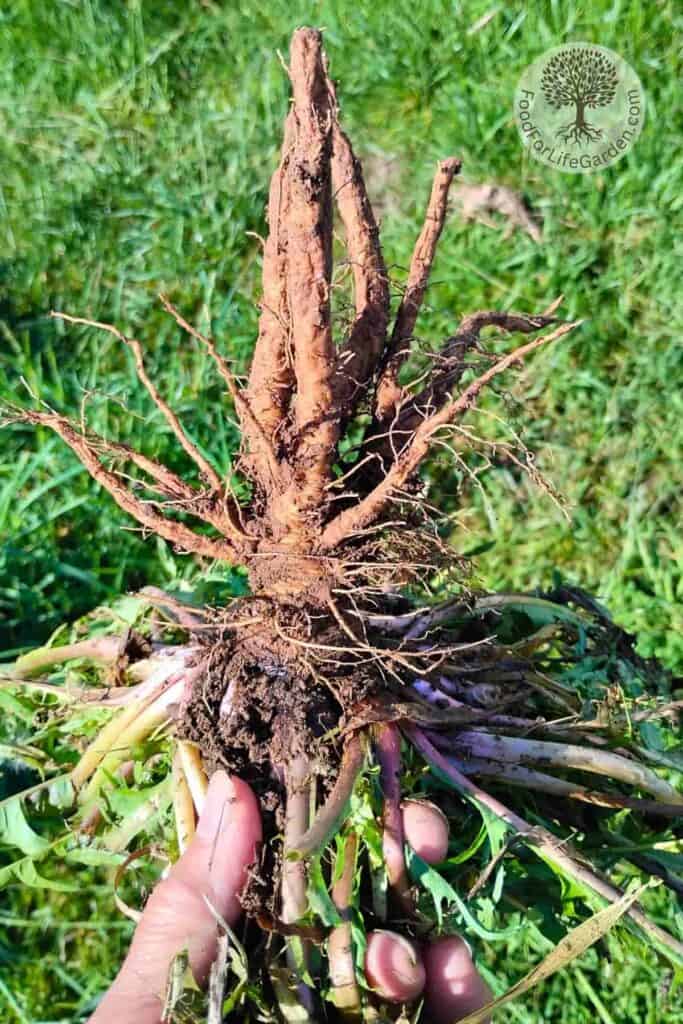 fresh dug dandelion root in a person's hand