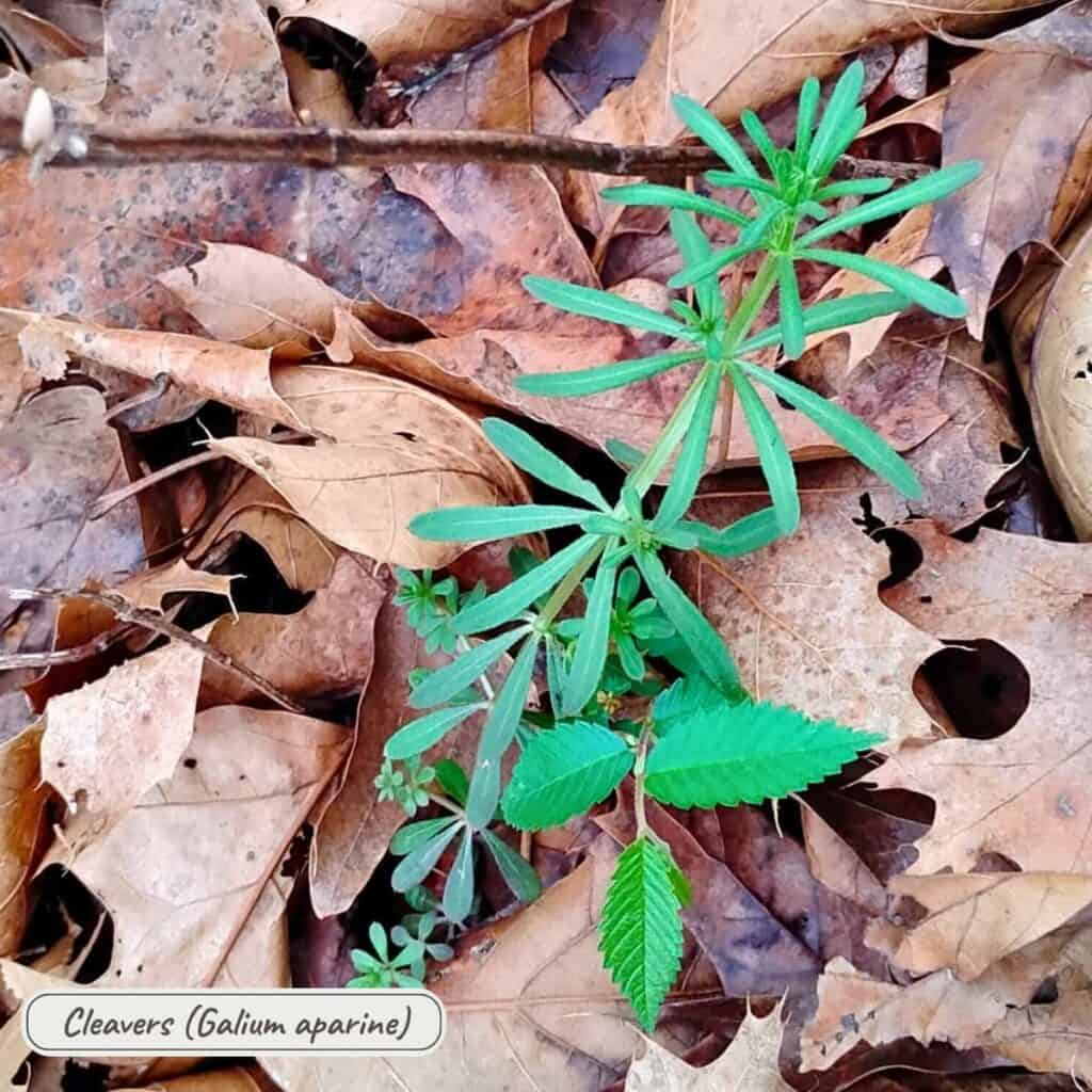 cleavers, galium aparine