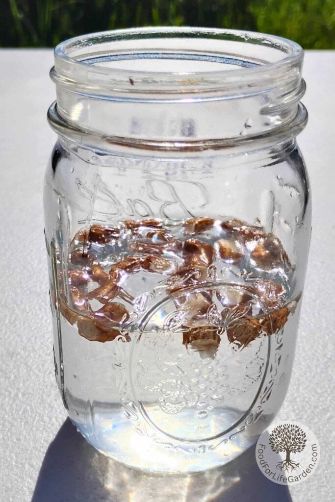 glass jar containing water and dandelion root pieces.