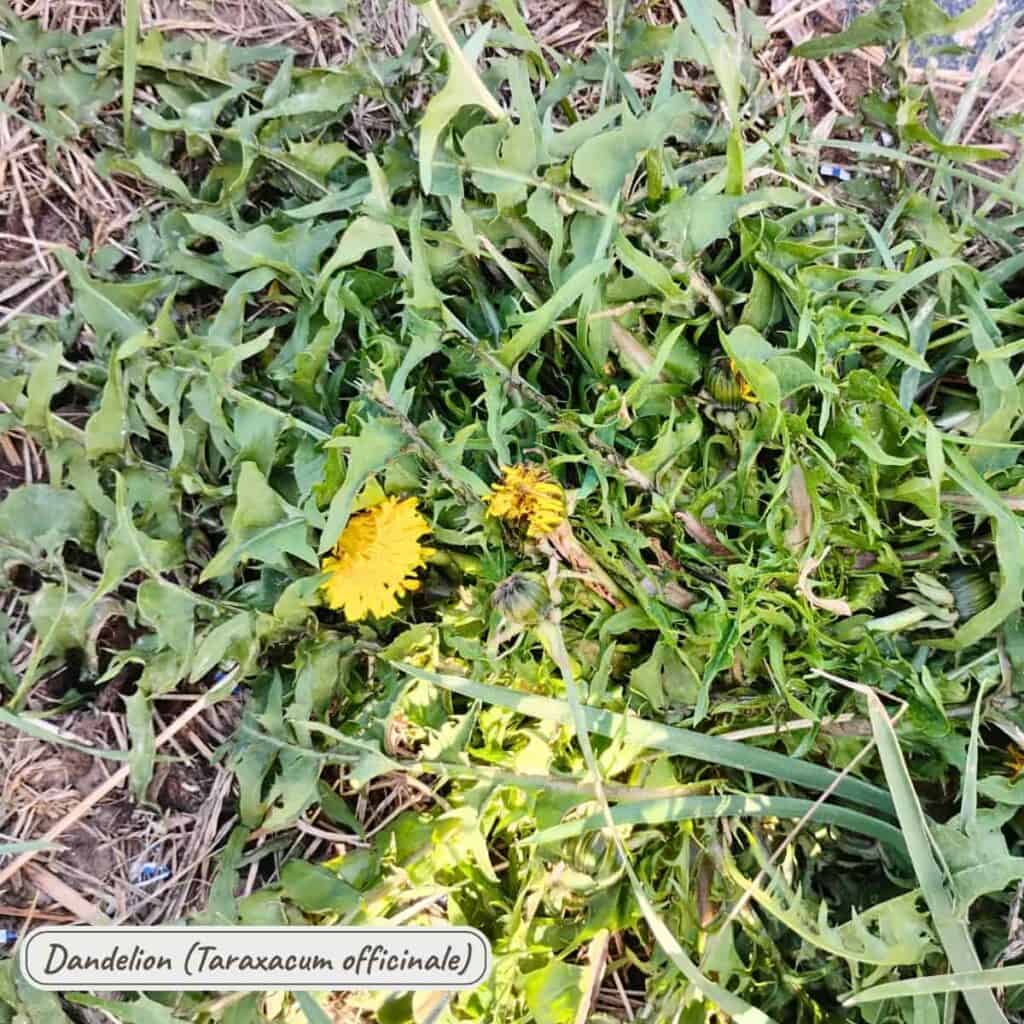 Dandelion, taraxacum officinale
