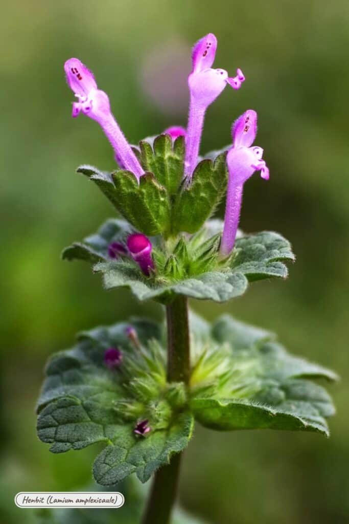 Henbit, lamium amplexicaule