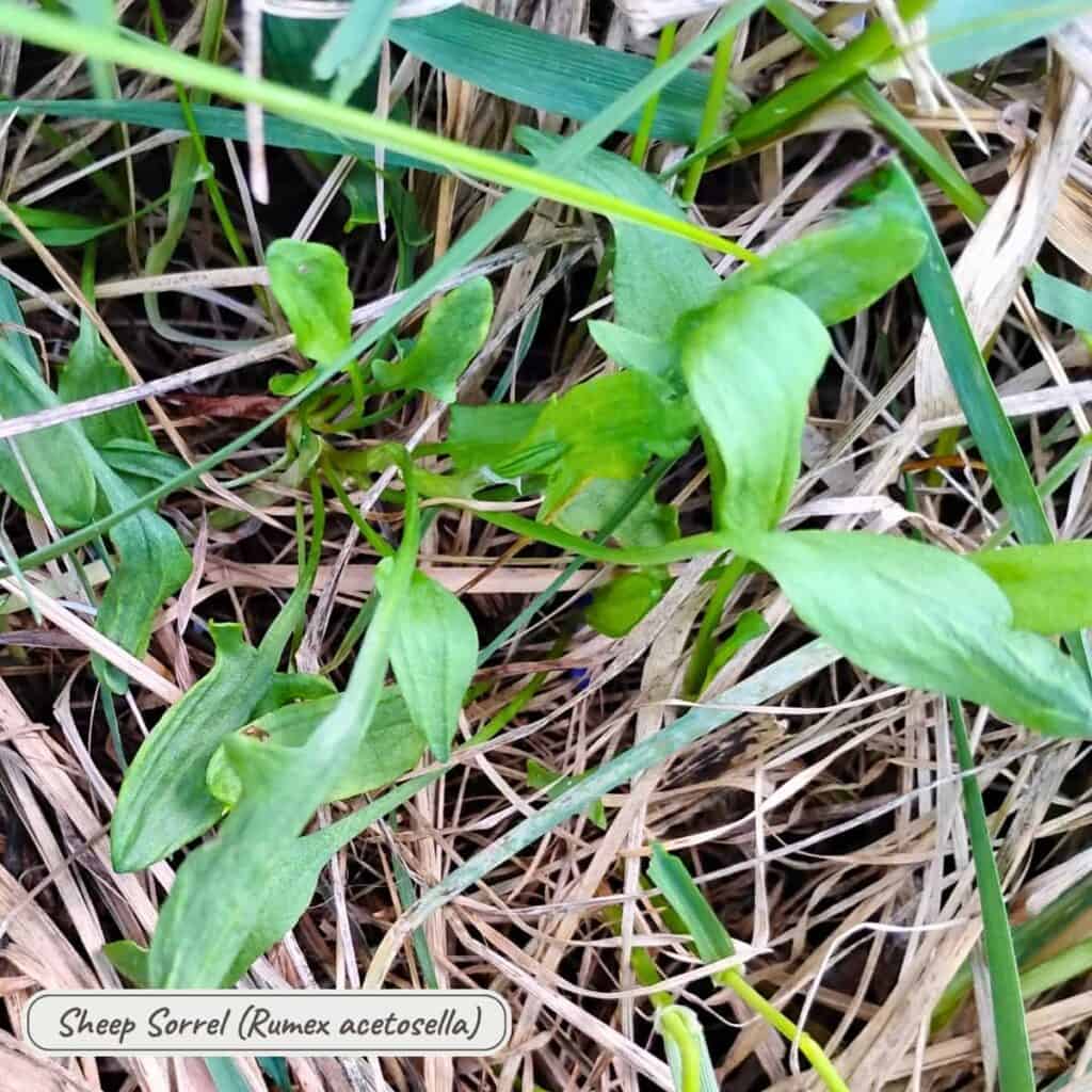 sheep sorrel, rumex acetosella