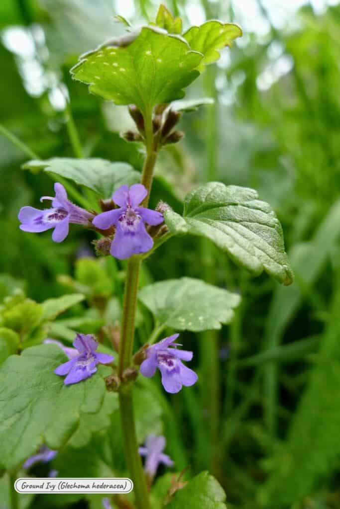 Ground ivy, glechoma heeracea