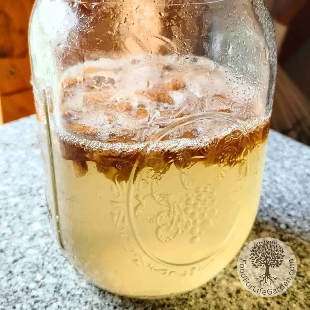 dandelion bug soda starter in a pint canning jar on a counter.