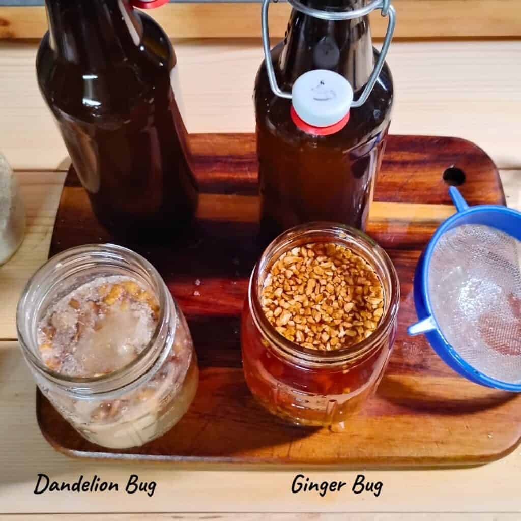two empty grolsch bottles and one jar with a ginger bug and another jar with a dandelion bug.