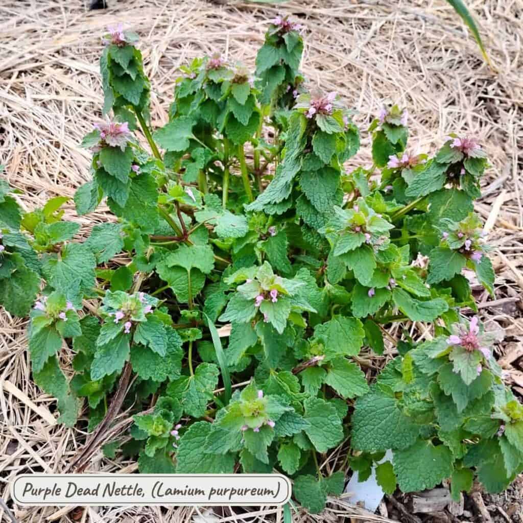 purple dead nettles, lamium purpureum