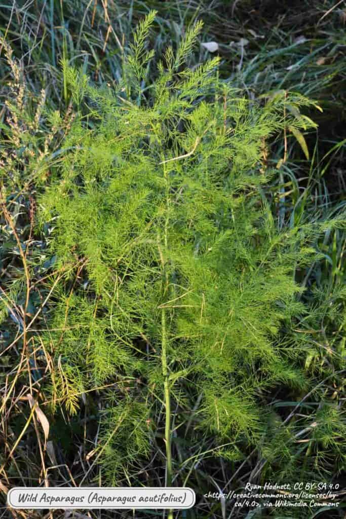 Wild asparagus, asparagus acutifolius