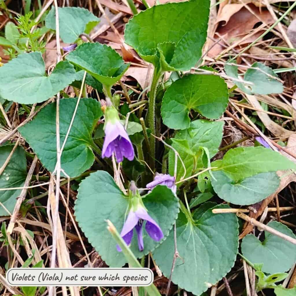 blue violets, viola, not sure what species