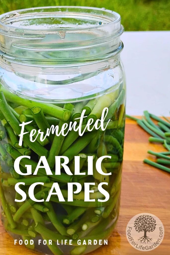 A jar full of garlic scapes for fermenting, text overlay reads fermented garlic scapes. foodforlifegarden.com.