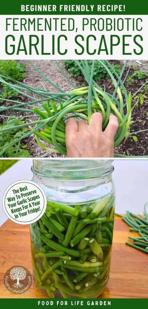 top photo shows a hand holding a bunch of garlic scapes. bottom shows a jar of garlic scapes filled with brine. text overlay reads beginner friendly recipe. fermented probiotic garlic scapes. the best way to preserve your garlic scapes. keeps for a year in your fridge. foodforlifegarden.com.