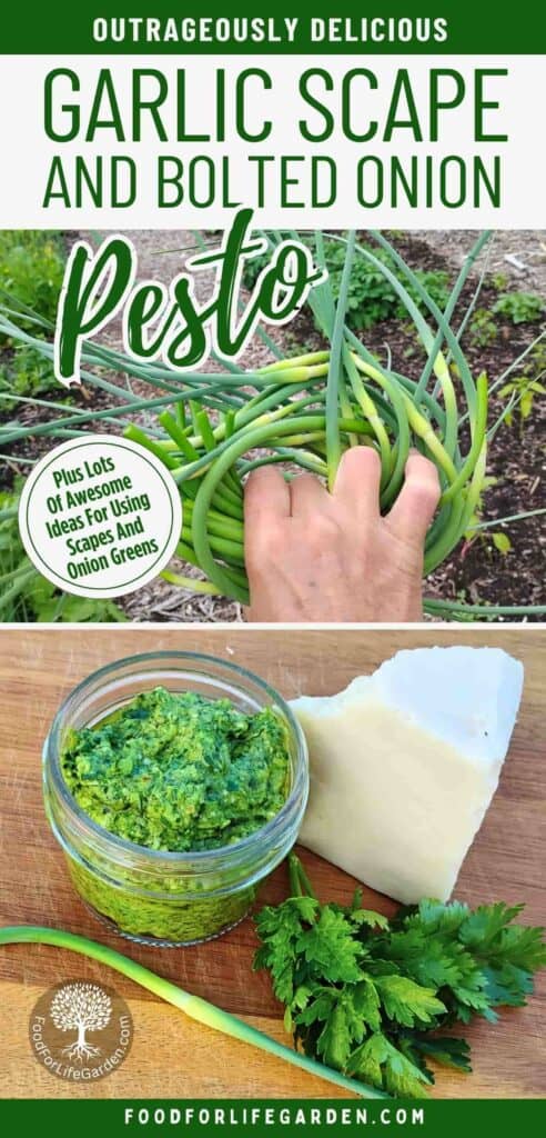 photo of a hand holding up a bunch of garlic scapes and a photo of a jar full of garlic scape and bolted onion pesto with a chunk of cheese, some herbs and a garlic scape. text overlay reads outrageously delicious garlic scape and bolted onion pesto. plus lots of awesome ideas for using scapes and onion greens. foodforlifegarden.com.