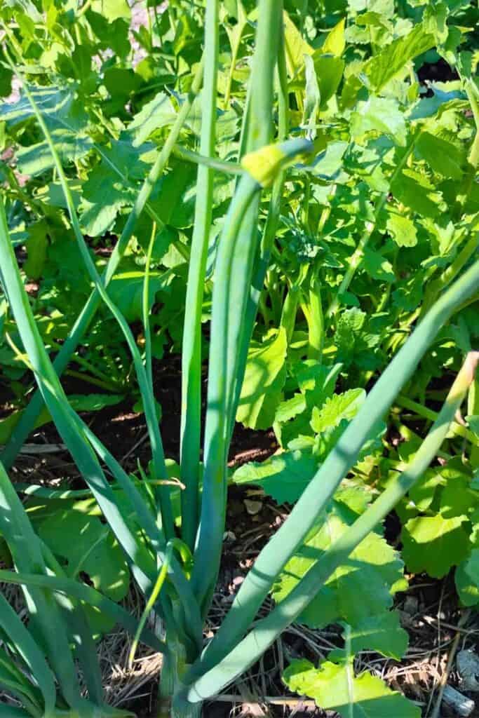 A shallot is producing a flower shoot in the garden.