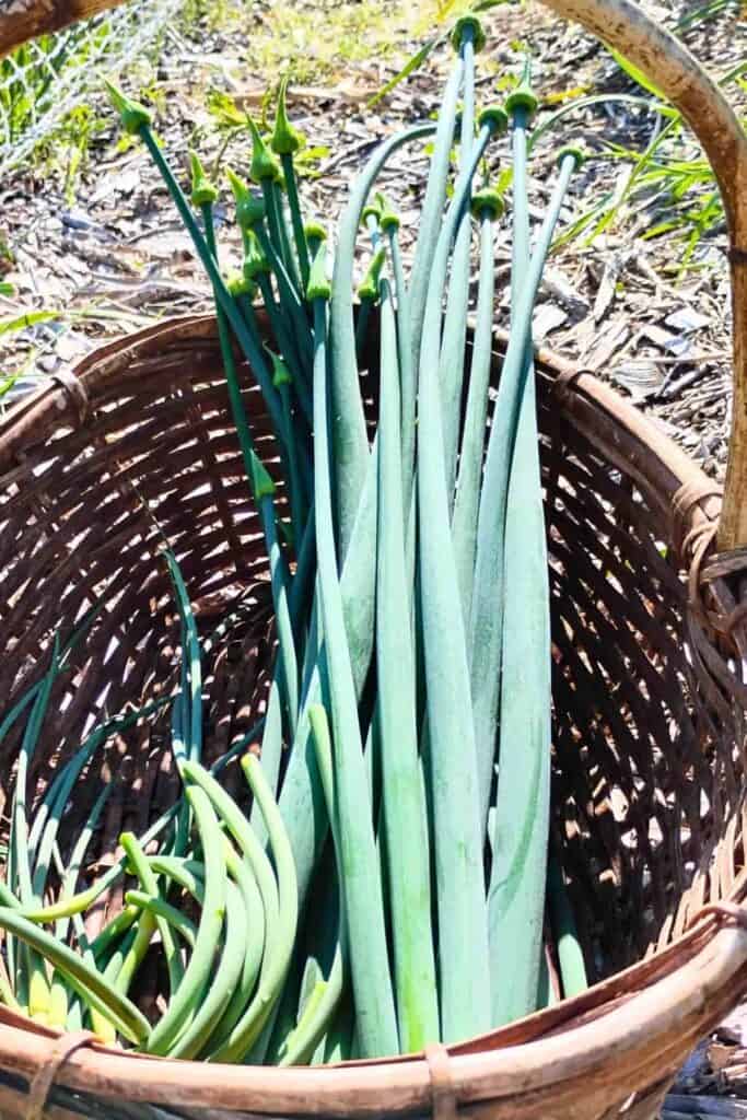 Harvest basket with garlic scapes and onion flower stalks.