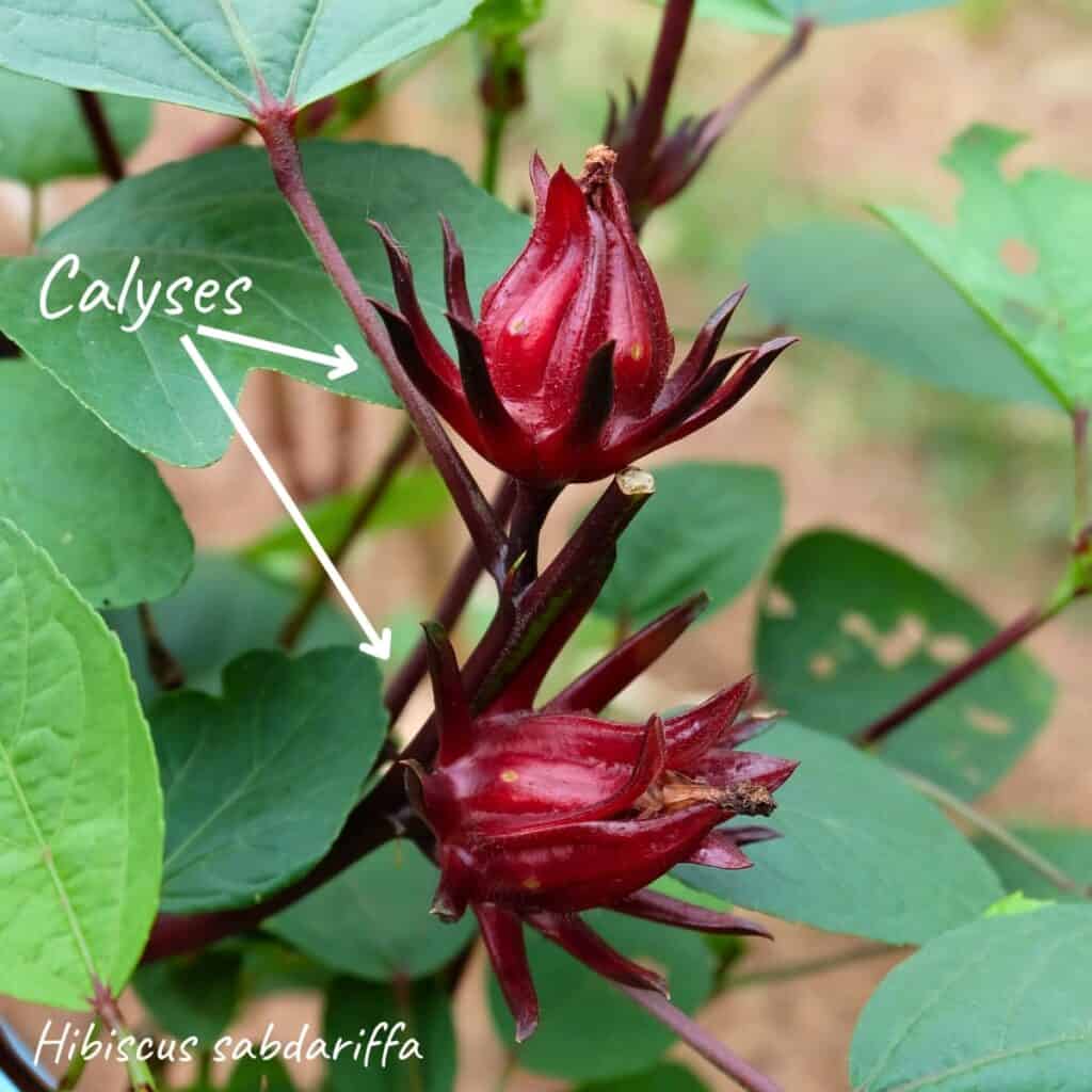 photo of a hibiscus plant with calyses. text overlay shows the word calyses and arrows point to the calyses. label reads hibiscus sabdariffa