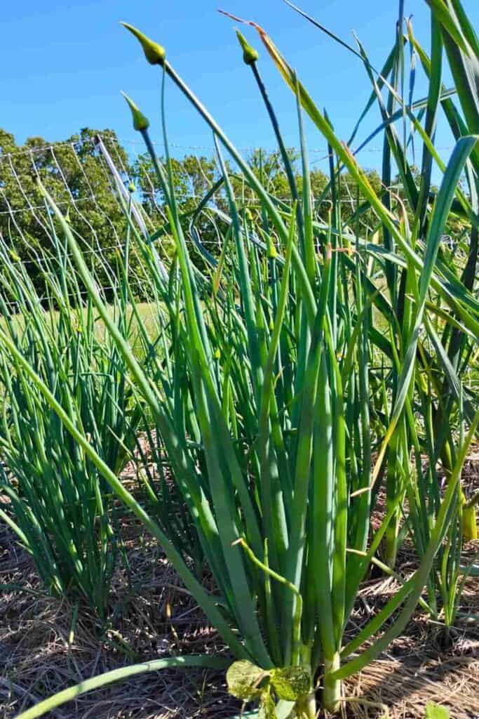 Shallots going to flower in the garden.