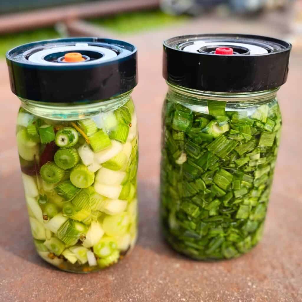 two jars with fermenting shallot greens and bulbs.