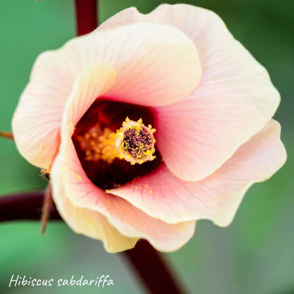 Hibiscus sabdariffa flower