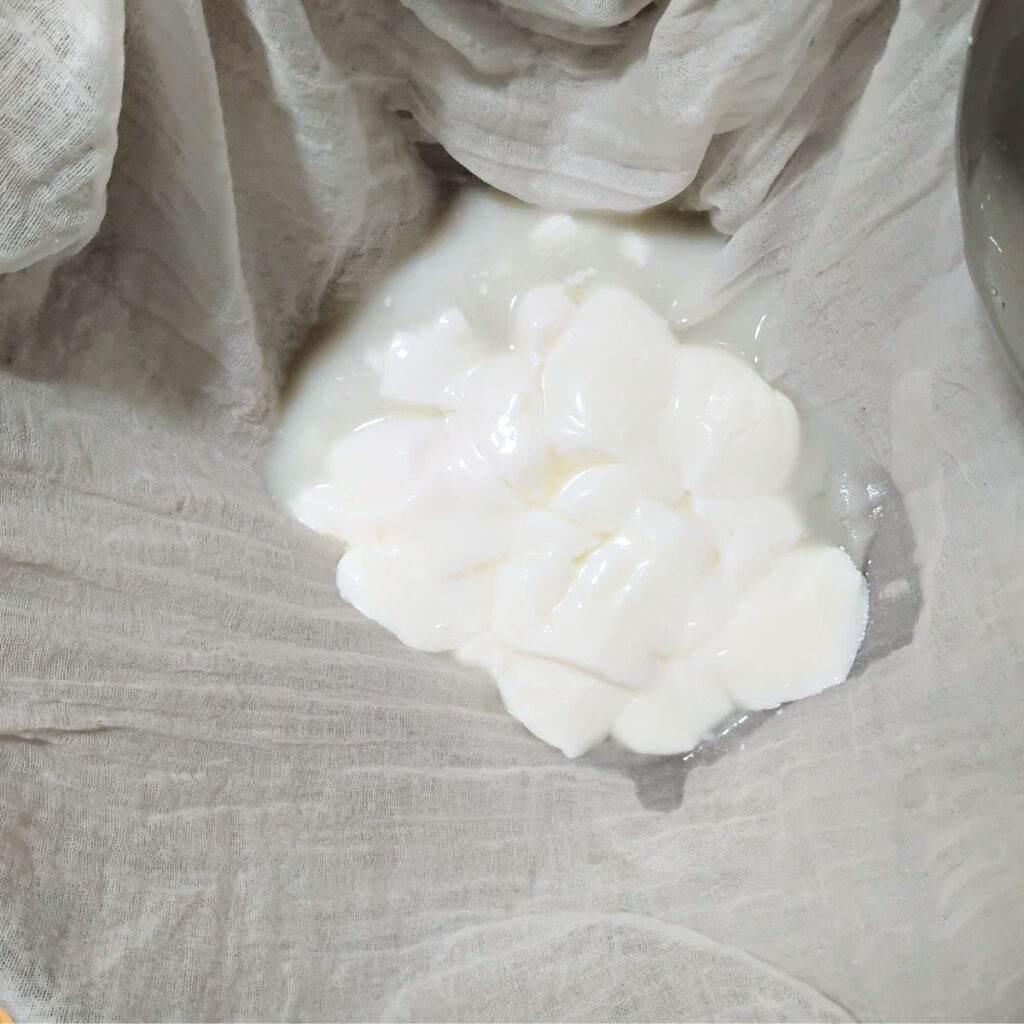 A few cheese curd chunks placed in a damp cheese cloth in a bowl.