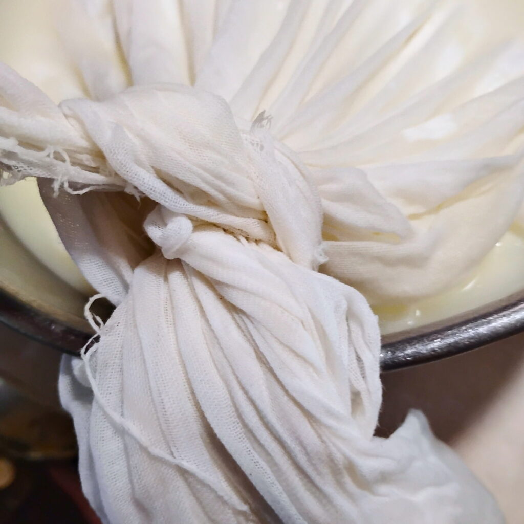 A cheese cloth with cheese curds getting wrapped up into a bag for hanging and draining off the whey.