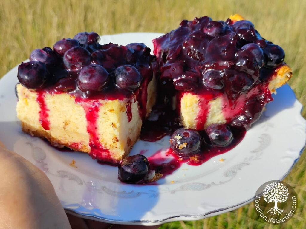 a hand is holding up a plate with two pieces of lemon blueberry cheesecake bars with pasture background.