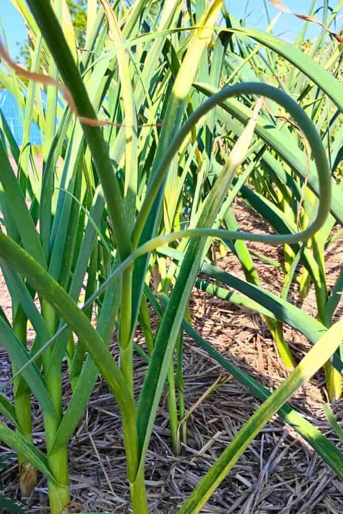garlic scape growing out of a garlic plant.