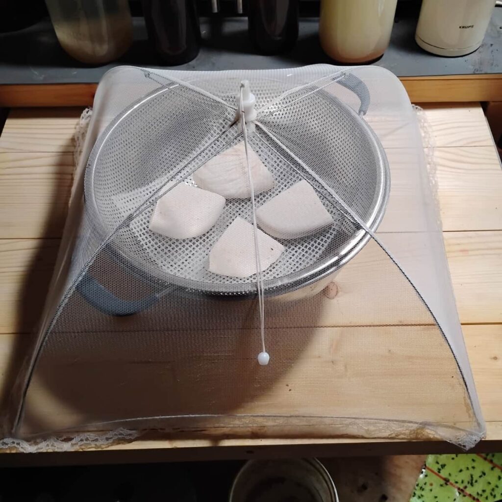 salted cheese chunks on a rack under a fly tent.
