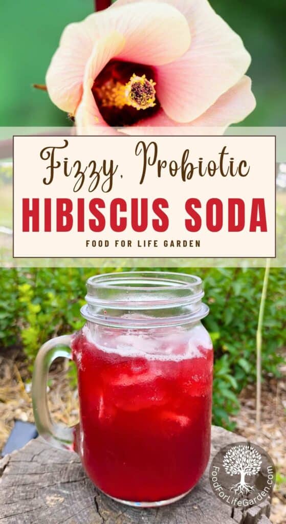 top shows an open hibiscus sabdariffa flower, bottom shows a jar full of probiotic, fermented hibiscus soda with ice cubes. text overlay reads fizzy probiotic hibiscus soda. food for life garden.