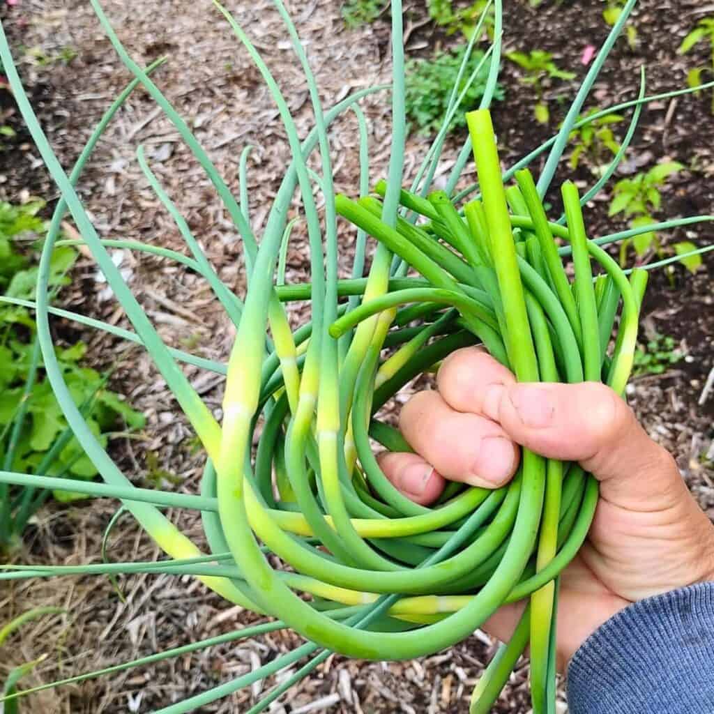A hand holding a bunch of garlic scapes in the air with garden background.