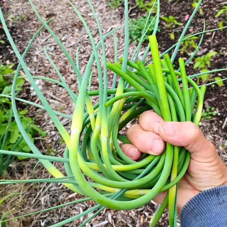 a hand holding up a bunch of garlic scapes
